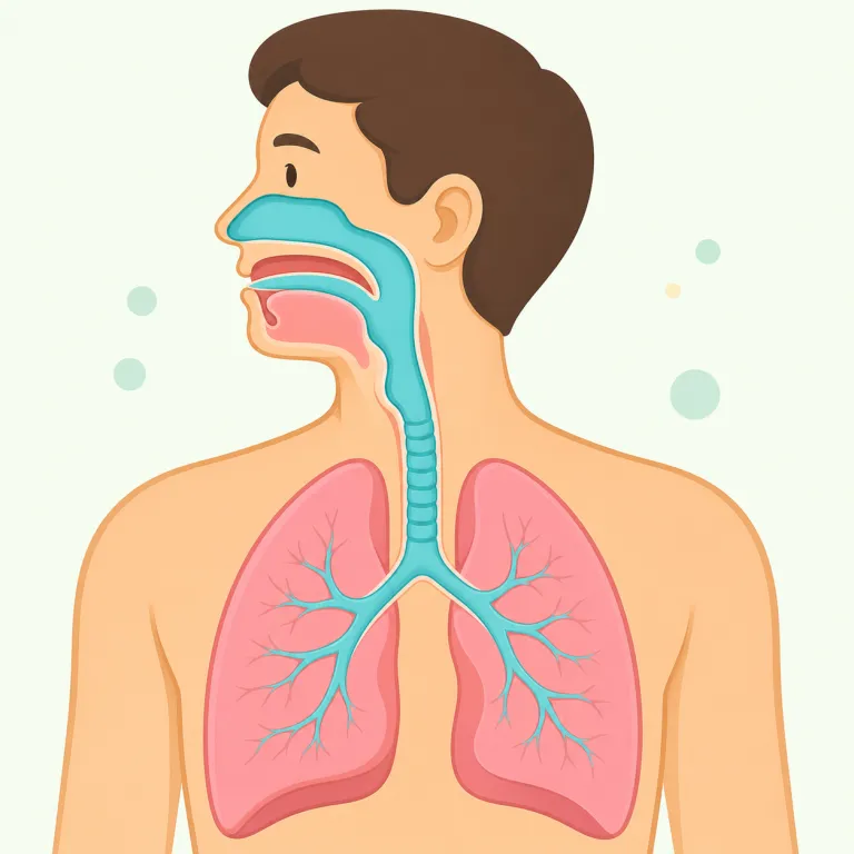 airway（気道・名詞）の覚え方イラスト — air は「空気」、way は「道」