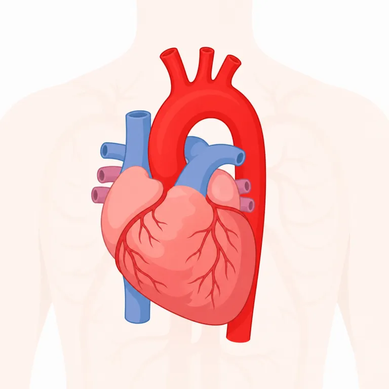 aorta（大動脈・名詞）の覚え方イラスト — artery（動脈）を知っているなら、aorta はその中でも『本線・親玉』と覚えると残りやすい