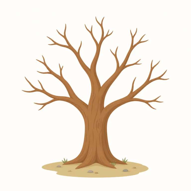 bare（むき出しの、覆いのない・形容詞）の覚え方イラスト — bare は「上に何もかぶっていない」と考えると覚えやすい語です