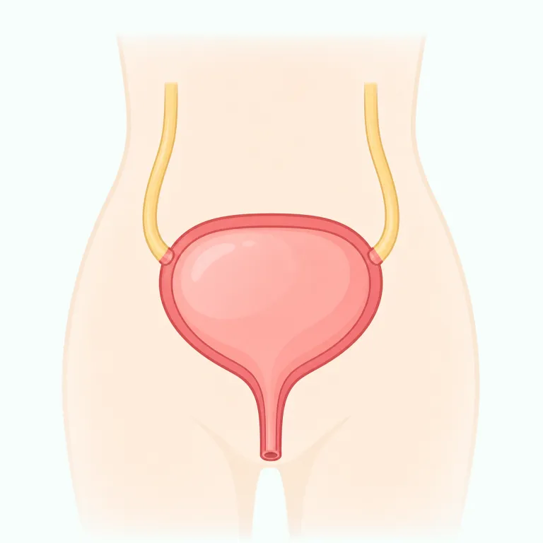 bladderの覚え方イラスト