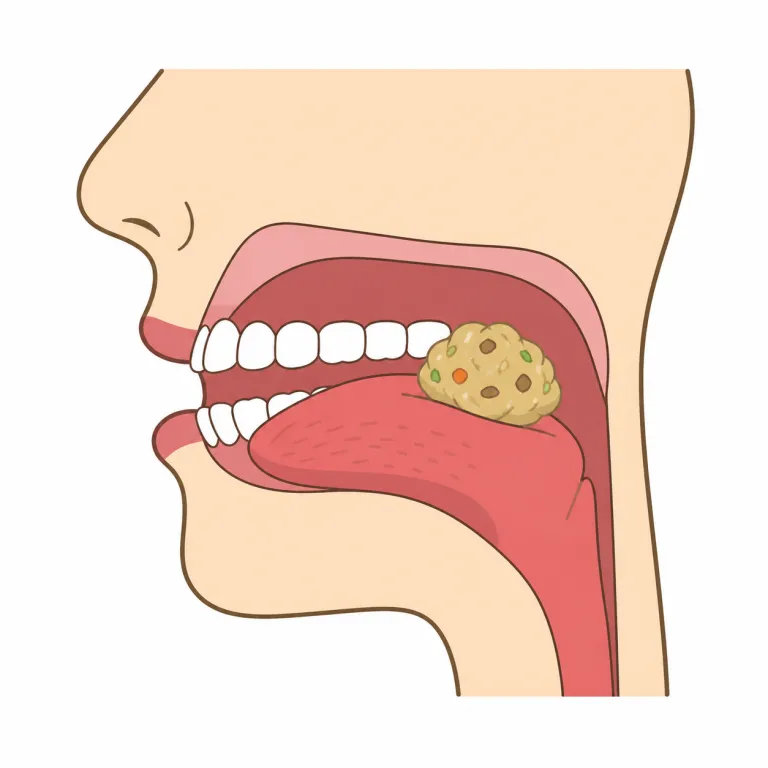 bolus（食塊・noun）の覚え方イラスト
