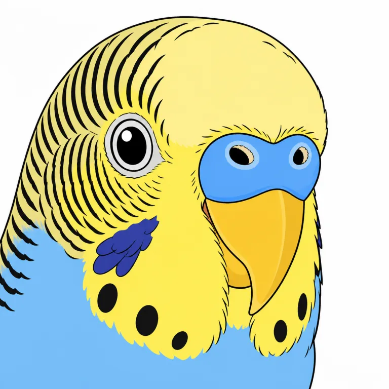 cere（鳥のろう膜・noun）の覚え方イラスト