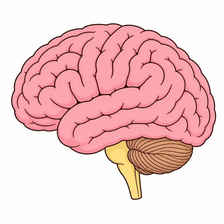 cerebrum（大脳・noun）の覚え方イラスト