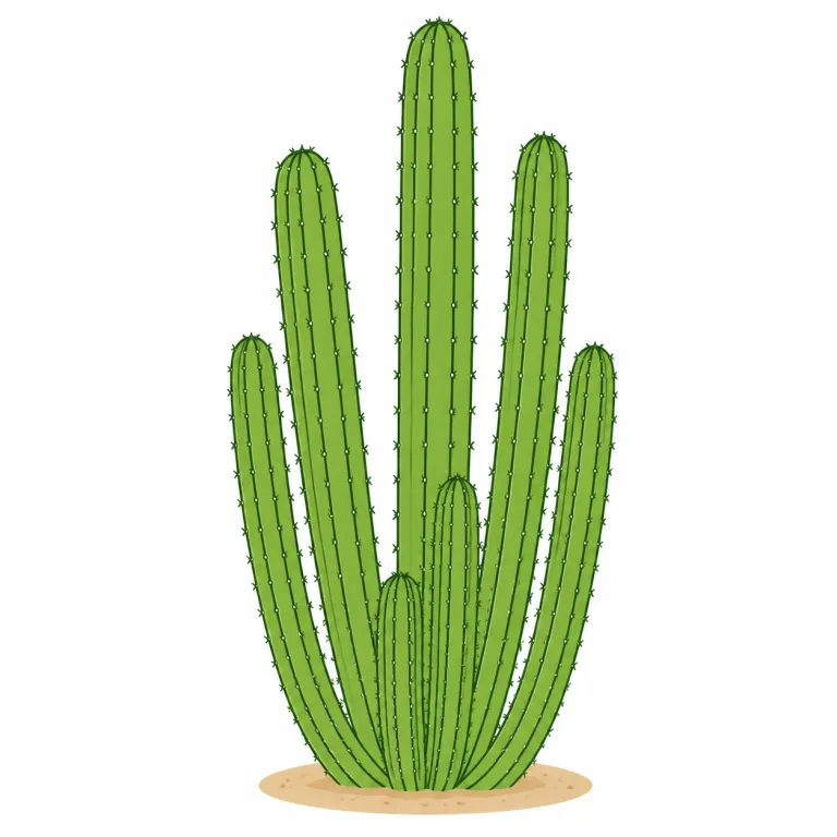 cereus（柱サボテン属・noun）の覚え方イラスト