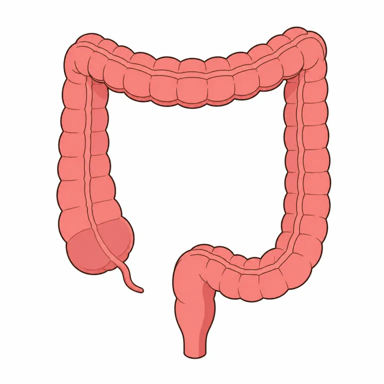 colon（結腸・noun）の覚え方イラスト
