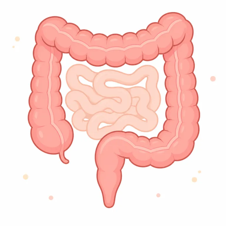 colon（結腸・noun）の覚え方イラスト