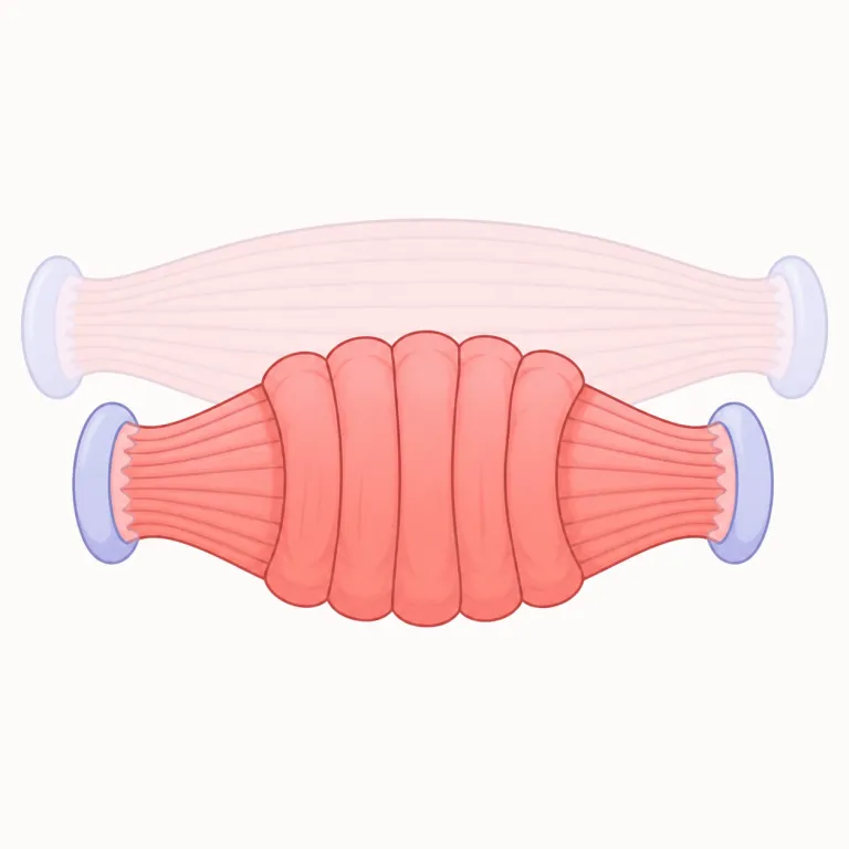 contractile（収縮性の・形容詞）の覚え方イラスト — contract を「契約」だけでなく「縮む・縮める」でも覚えていると強いです