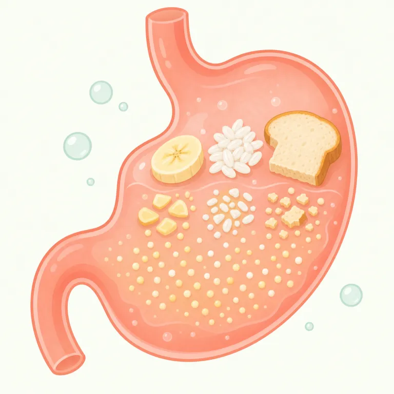 digestibility（消化性・名詞）の覚え方イラスト — digest が分かれば中心はつかみやすい語