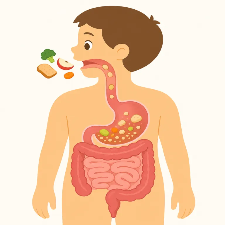 digestion（消化・名詞）の覚え方イラスト — この意味の digestion は、食べ物が体内で分解される「消化」を指します