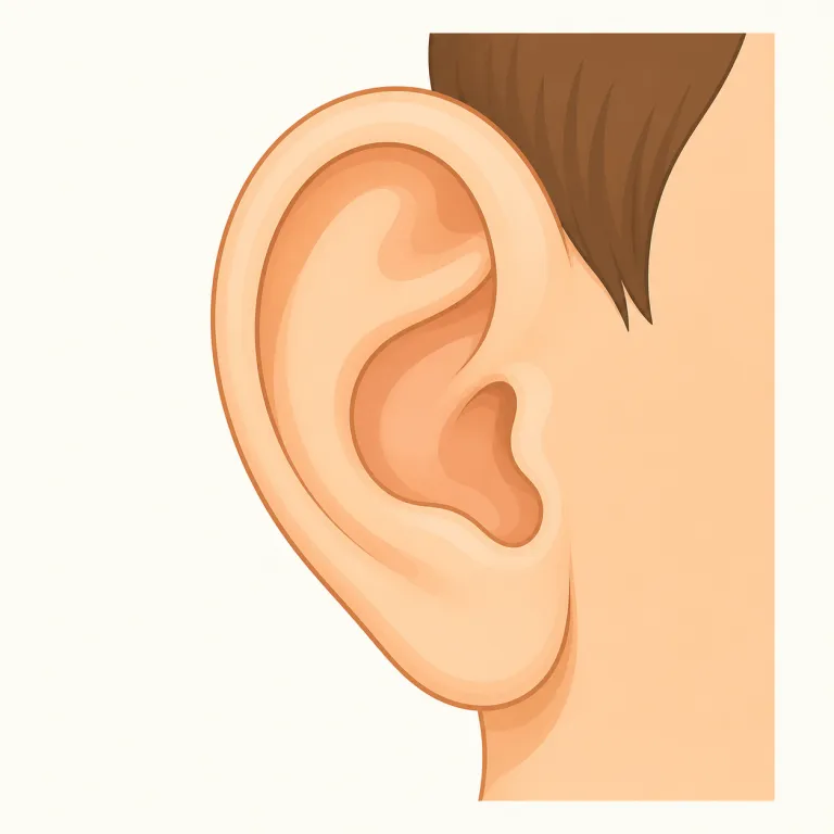 ear（耳・名詞）の覚え方イラスト — この項目は ear の「聴覚、聞く力」や身体の「耳」ではなく、麦・とうもろこしなどの穀物の穂を指す特殊な名詞用法として覚えます