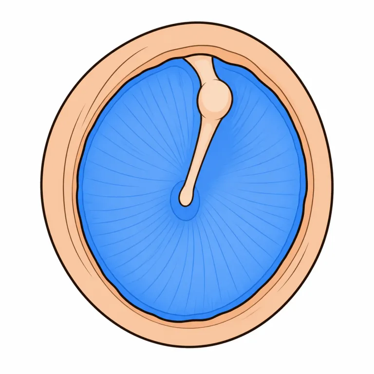 eardrum（鼓膜・noun）の覚え方イラスト