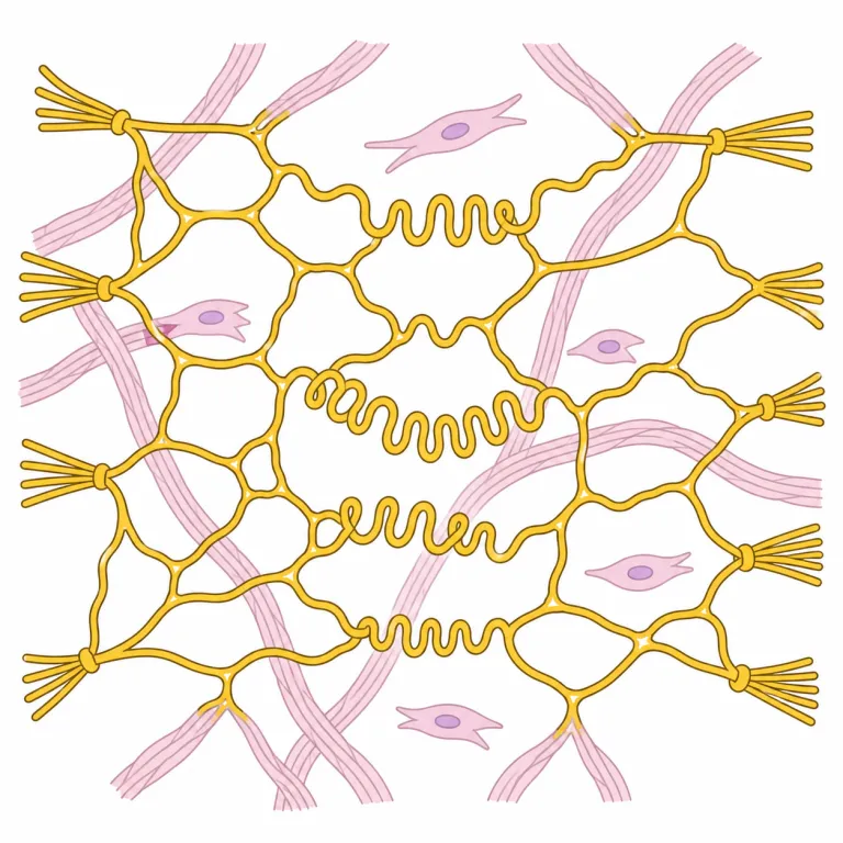 elastin（エラスチン・noun）の覚え方イラスト