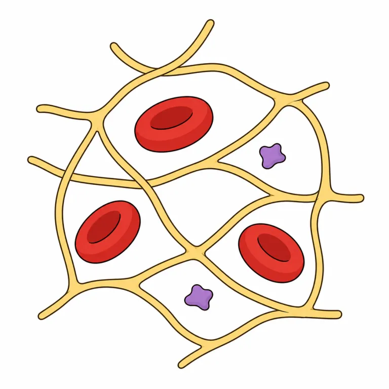 fibrin（フィブリン・noun）の覚え方イラスト