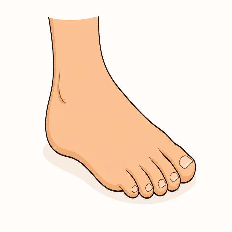 foot（足・名詞）の覚え方イラスト — foot は身体の部位として、足首から先の「足」を指します