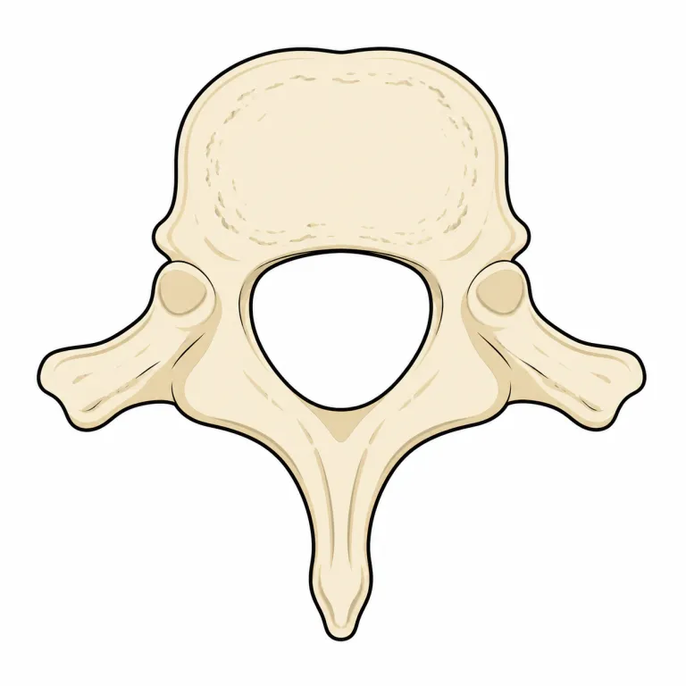 foramen（孔・noun）の覚え方イラスト