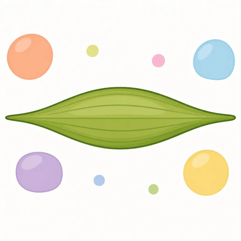 fusiform（紡錘形・形容詞）の覚え方イラスト — まず form=形 を軸に見ると覚えやすい