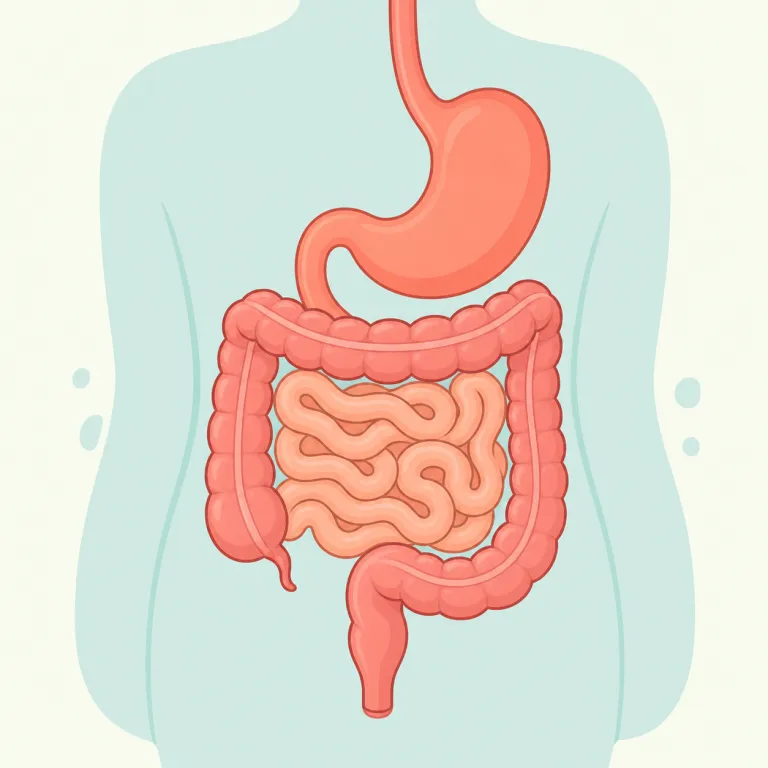 gastrointestinal（胃腸の・形容詞）の覚え方イラスト — 長い語ですが、まず gastro + intestinal の2塊で見ると覚えやすくなります
