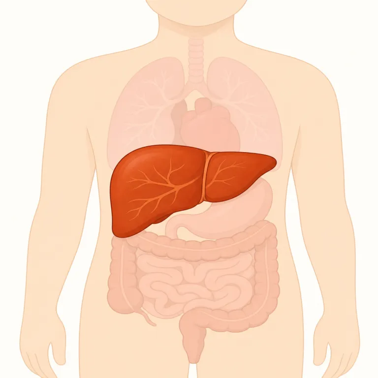 hepaticの覚え方イラスト