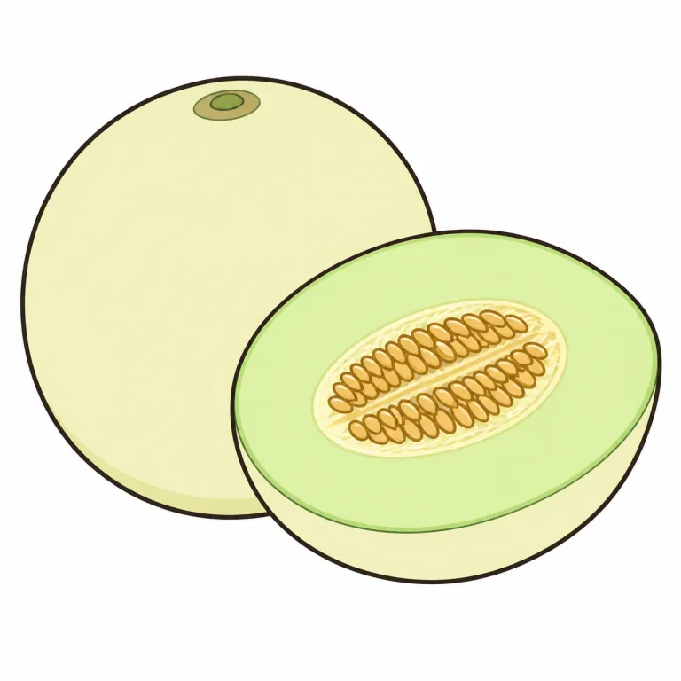 honeydew（ハニーデュー（メロンの一種）、甘露・noun）の覚え方イラスト