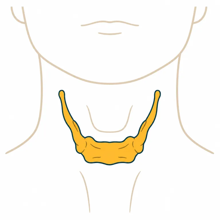 hyoid（舌骨・noun）の覚え方イラスト