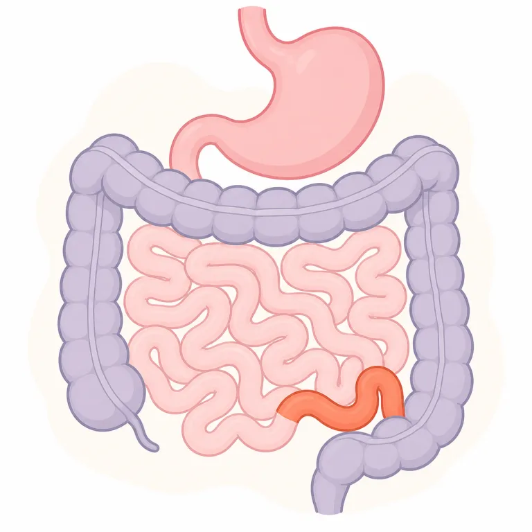 ileum（回腸・名詞）の覚え方イラスト — ileum は「小腸のいちばん最後」と位置で覚えると定着しやすいです