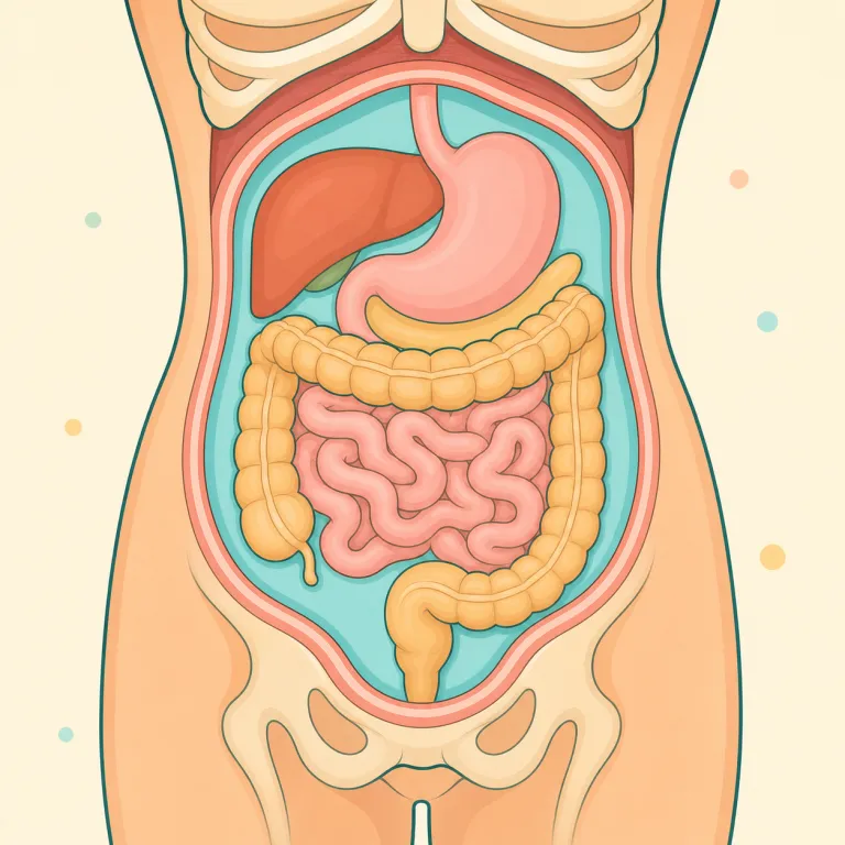intraperitoneal（腹腔内・形容詞）の覚え方イラスト — まず intra- を見たら「内側」