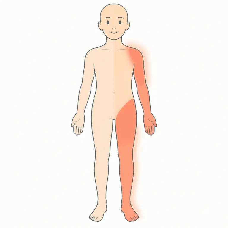 ipsilateral（同側・形容詞）の覚え方イラスト — lateral「側の」を知っていると覚えやすい語です