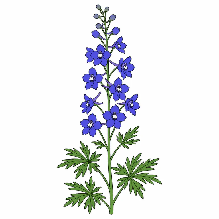 larkspur（ヒエンソウ・noun）の覚え方イラスト