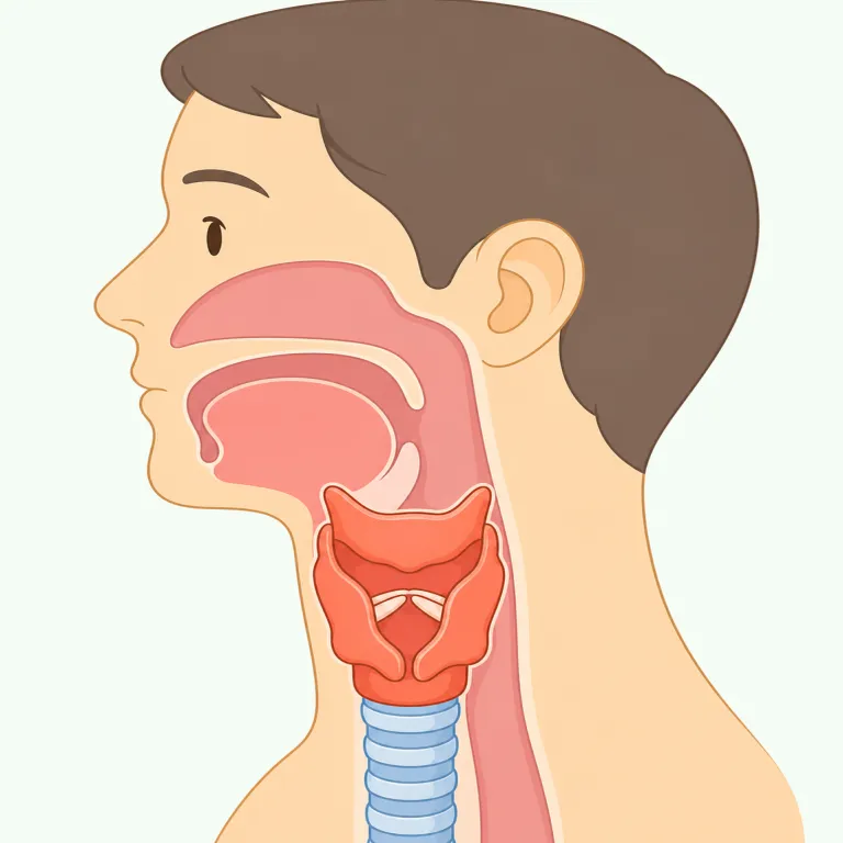 laryngeal（喉頭の・形容詞）の覚え方イラスト — "laryngeal" は、まず名詞 "larynx"（喉頭）とセットで覚えると定着しやすいです