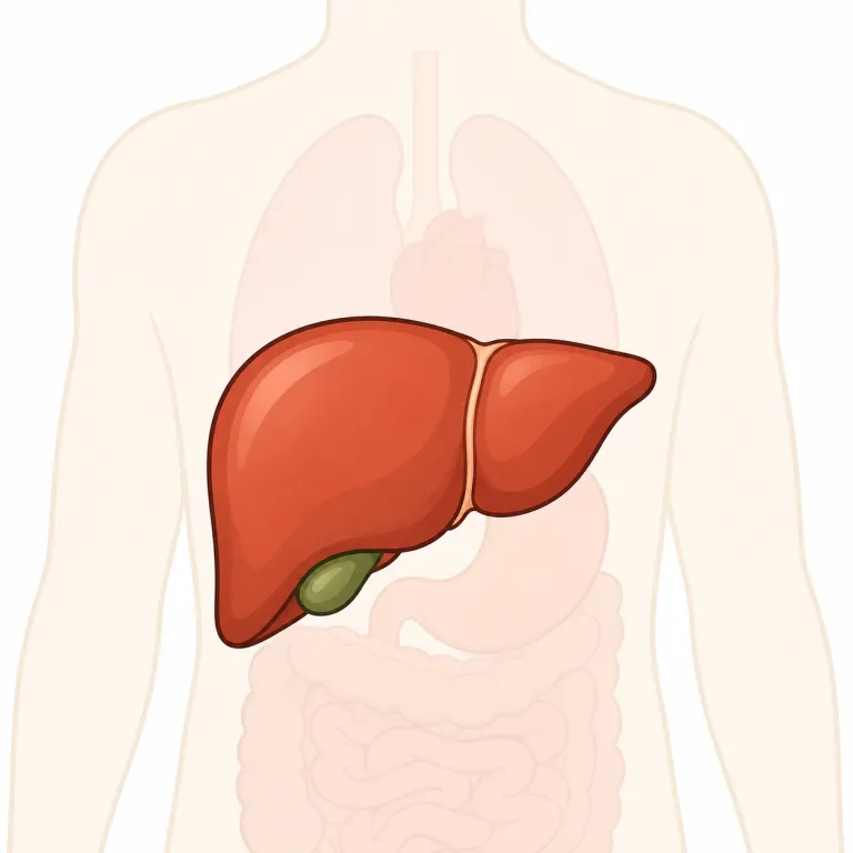 liverの覚え方イラスト