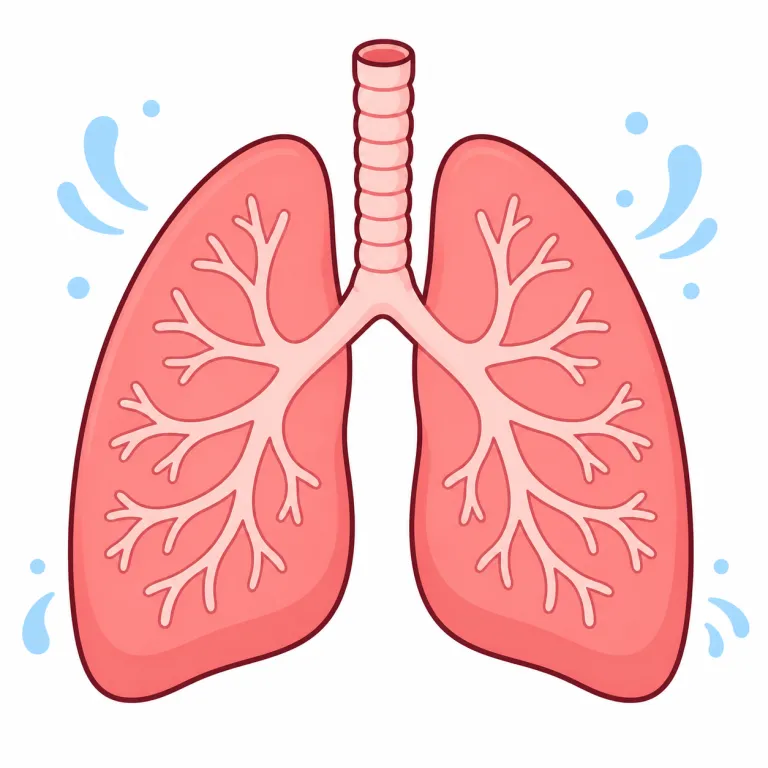 lung（肺・名詞）の覚え方イラスト — lung は「呼吸」に関する基本語として、まず動詞 breathe とセットで覚えると定着しやすいです