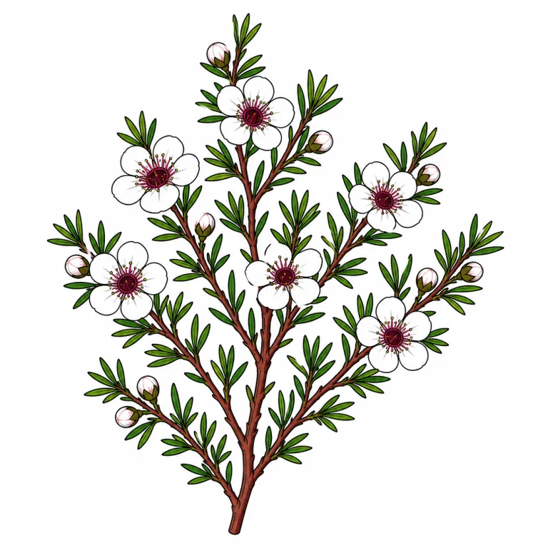 manuka（マヌカ・noun）の覚え方イラスト