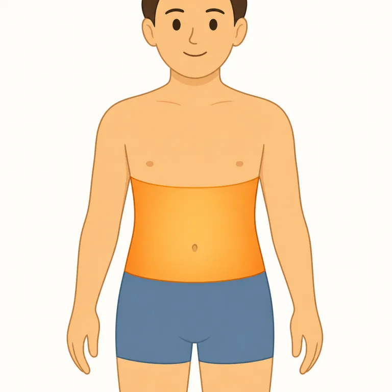 midsection（中央部、腹部・名詞）の覚え方イラスト — mid を middle の短い形、section を「部分」と押さえると、midsection は直感的に「真ん中の部分」
