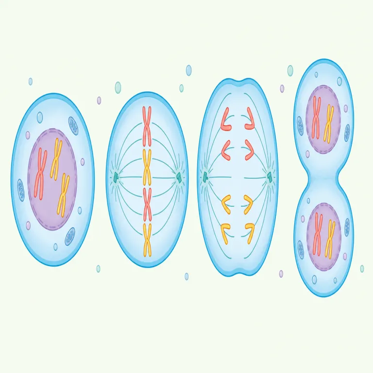 mitosis（有糸分裂・名詞）の覚え方イラスト — まず meiosis（減数分裂）とセットで覚えると定着しやすいです