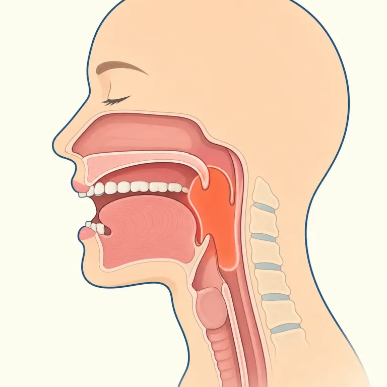 oropharyngeal（口腔咽頭の・形容詞）の覚え方イラスト — まず pharyngeal を軸に覚えると整理しやすい