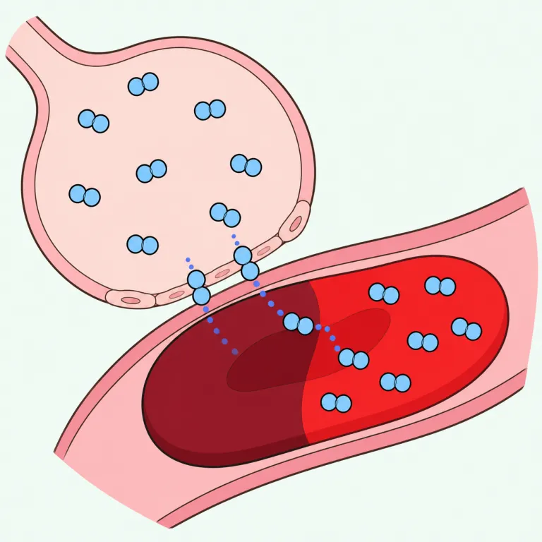 oxygenation（酸素化・noun）の覚え方イラスト