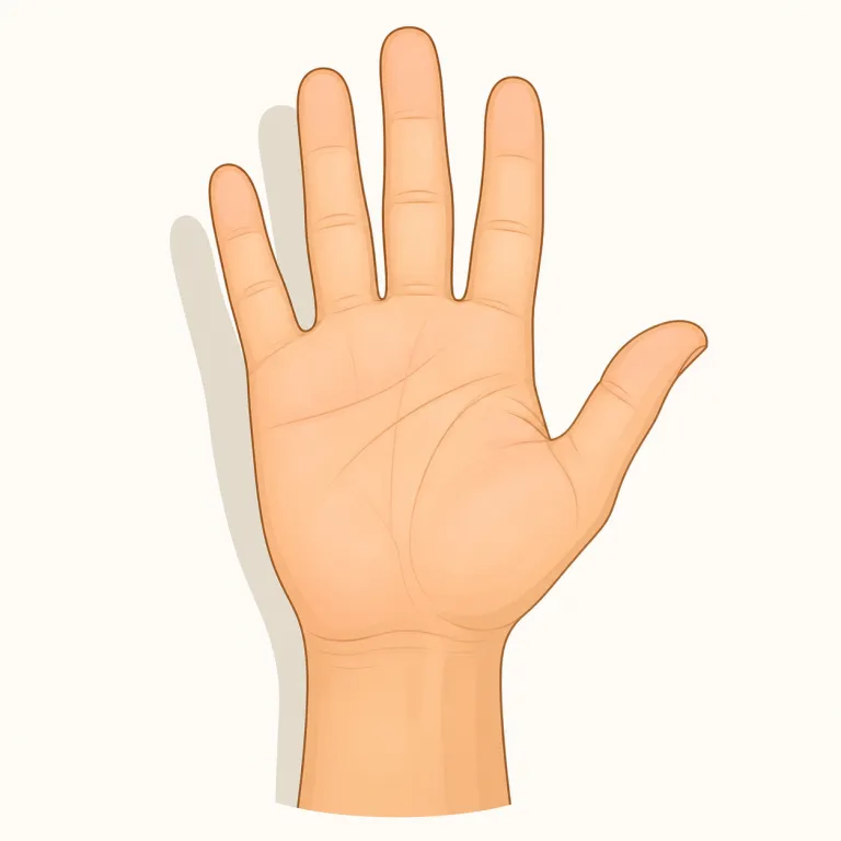 palmar（掌側の・形容詞）の覚え方イラスト — palmar は palm（手のひら）に、形容詞を作る -ar が付いた語と見ると覚えやすいです
