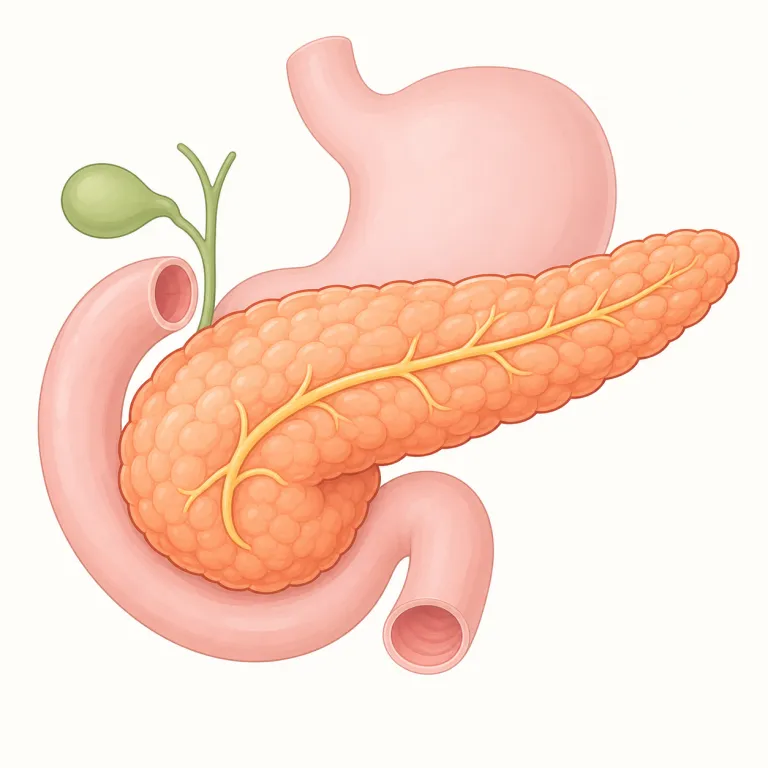 pancreasの覚え方イラスト