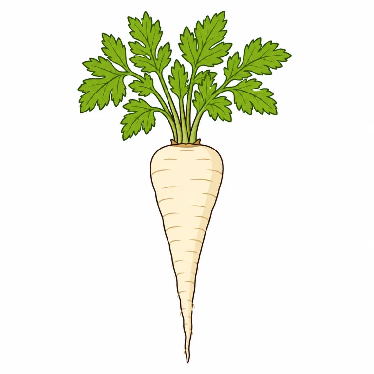 parsnip（パースニップ（野菜）・noun）の覚え方イラスト