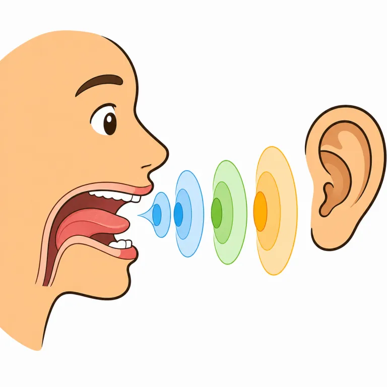 phonetic（発音の・adjective）の覚え方イラスト
