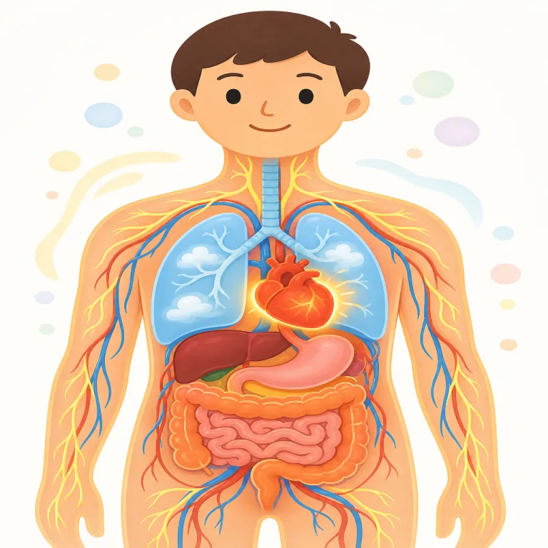 physiologicalの覚え方イラスト
