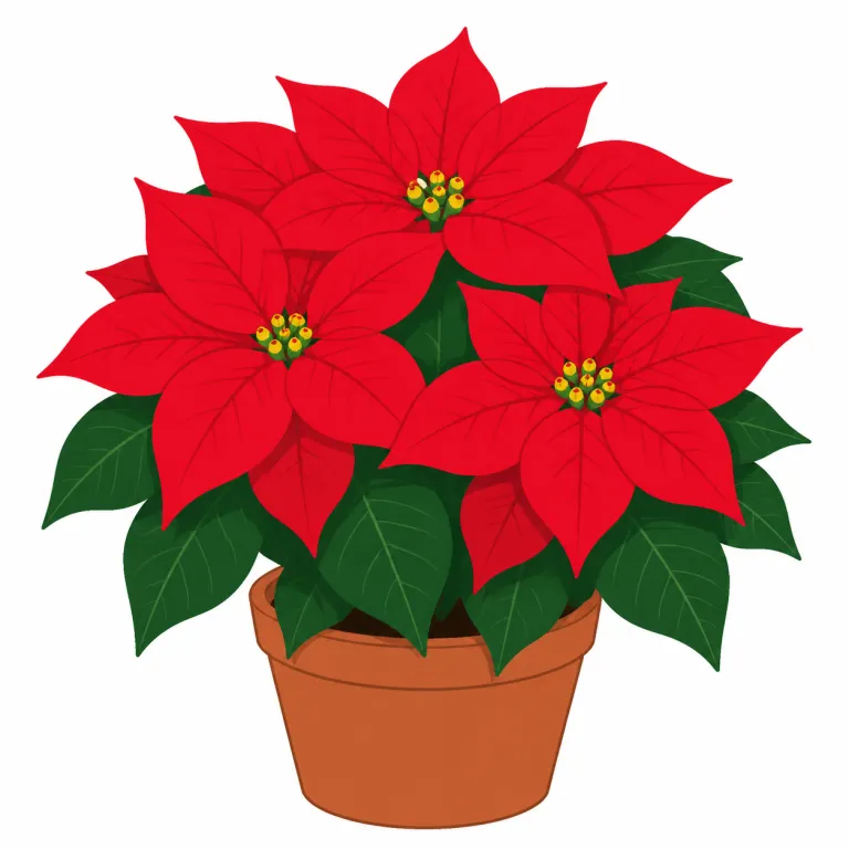poinsettia（ポインセチア・noun）の覚え方イラスト