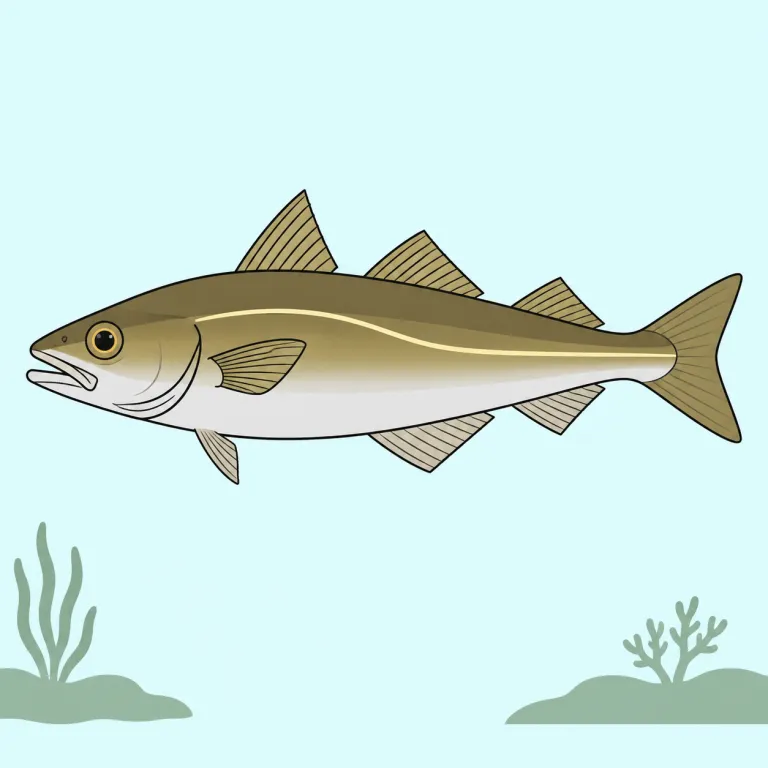 pollack（ポラック（北大西洋産のタラ科魚）・noun）の覚え方イラスト
