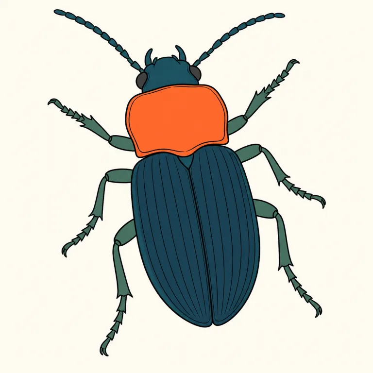 pronotum（前胸板・noun）の覚え方イラスト
