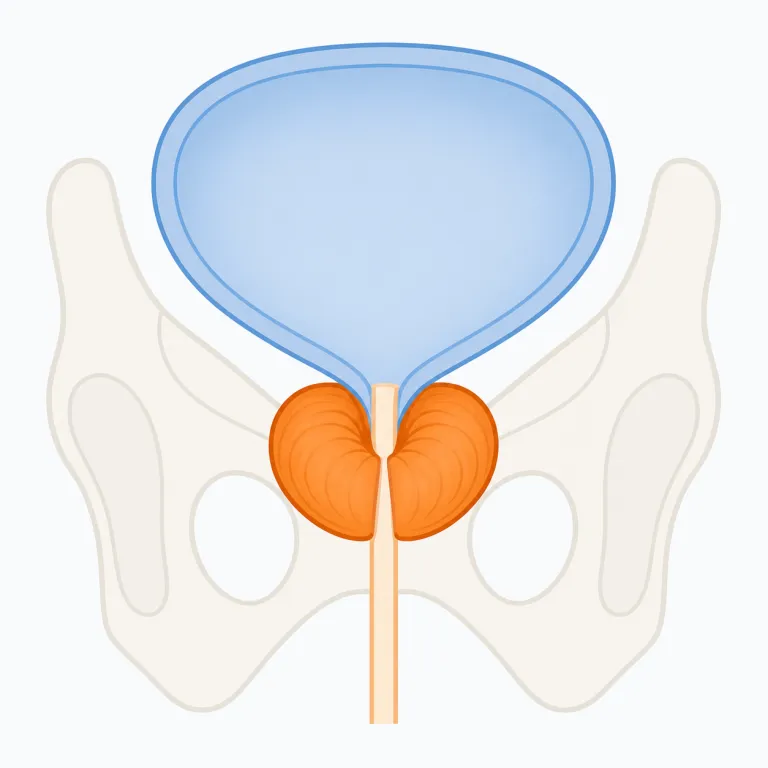 prostateの覚え方イラスト
