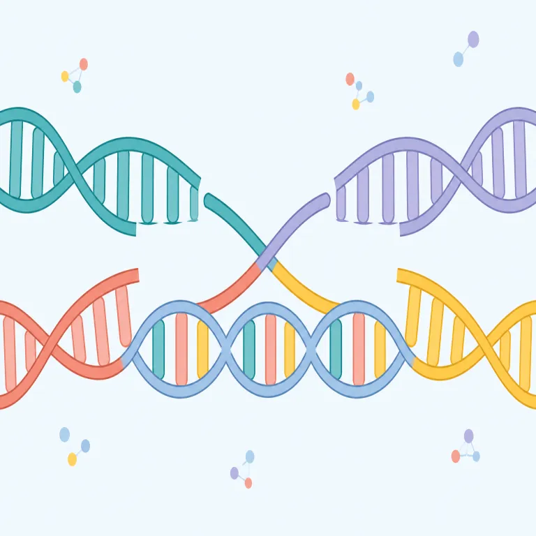 recombination（遺伝子再組換え・名詞）の覚え方イラスト