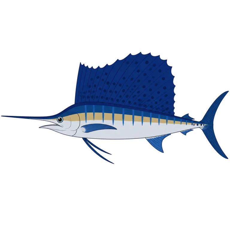 sailfish（バショウカジキ（魚）・noun）の覚え方イラスト