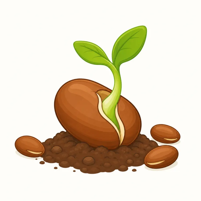 seed（種，種子・名詞）の覚え方イラスト — seed はまず基本の英語「種」を持っておくと記憶しやすい