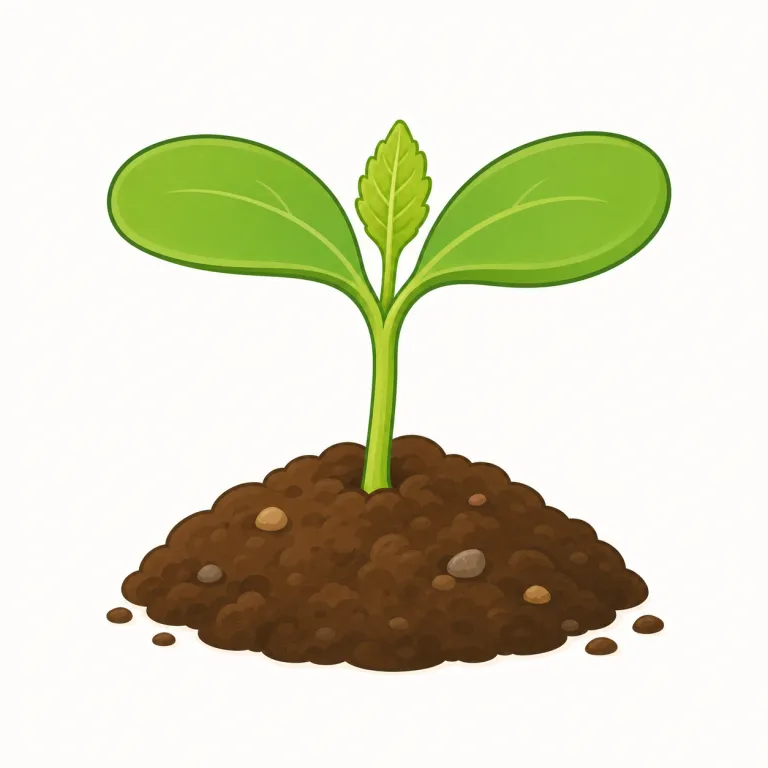 seedlingの覚え方イラスト