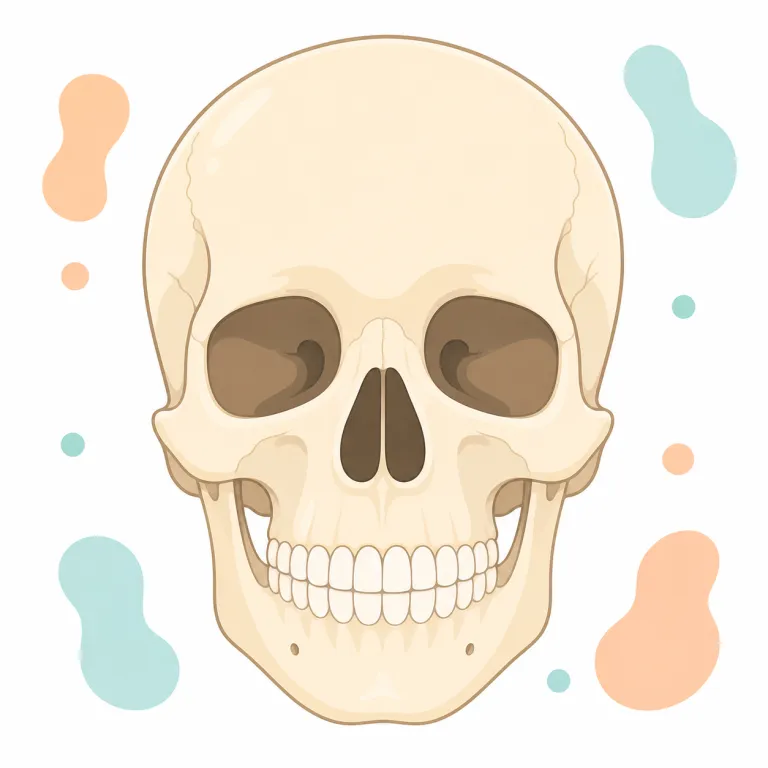 skull（頭蓋骨・名詞）の覚え方イラスト — head 全体ではなく、外側の硬い骨だけを指す名詞だと押さえると覚えやすい